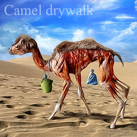 Camel walk
