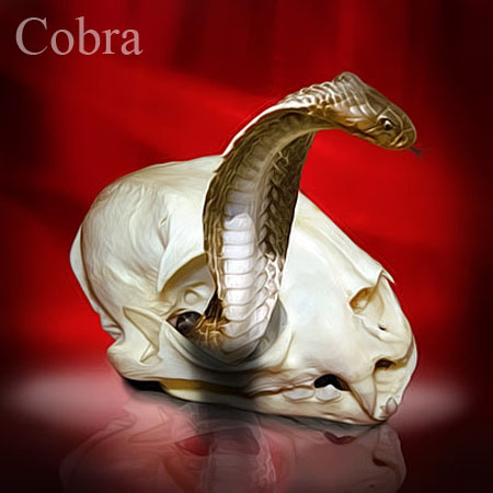 Cobra
